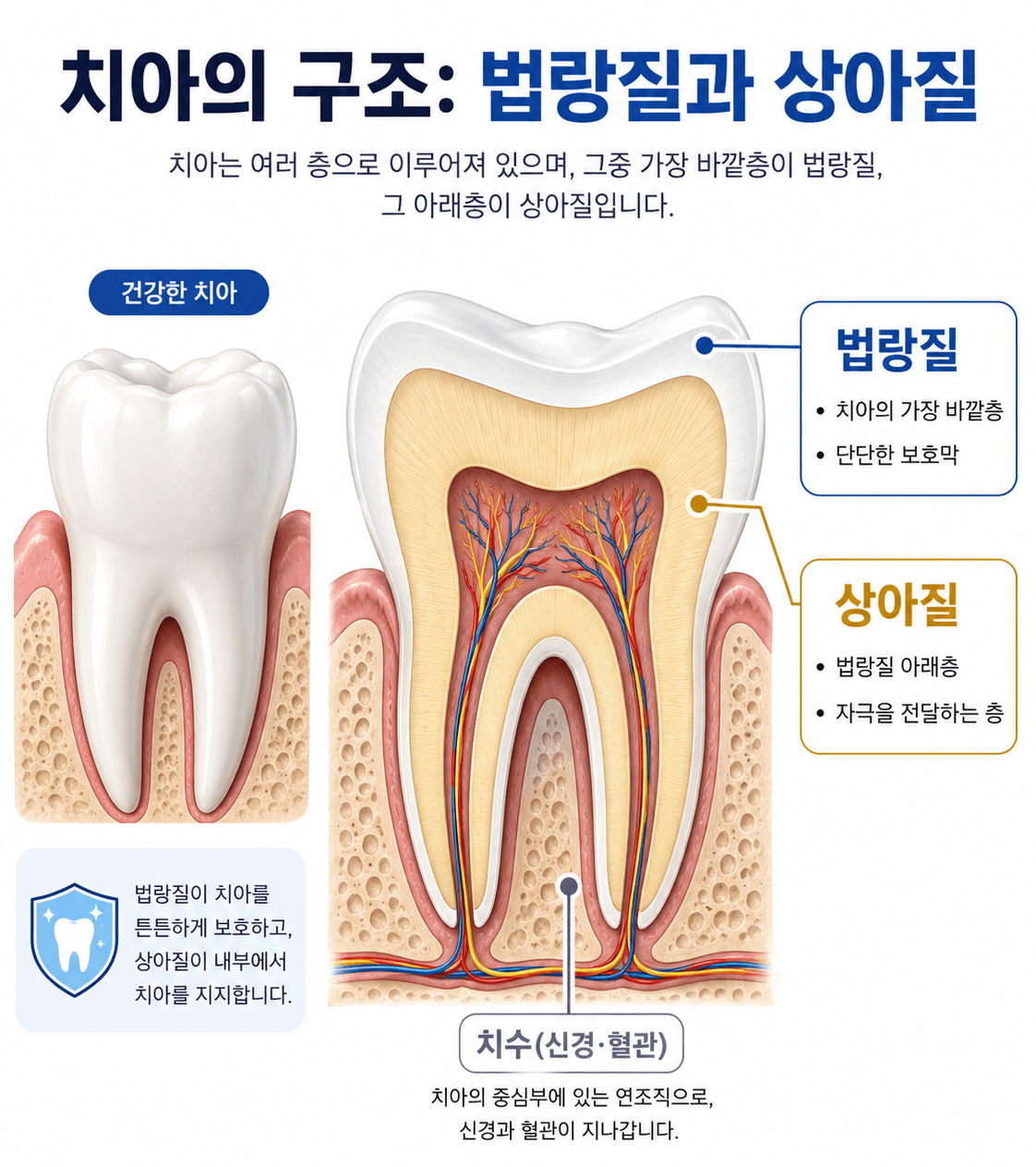 치아의 형태